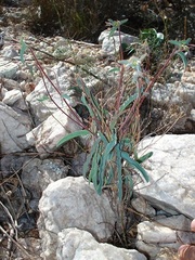 Euphorbia oxystegia
