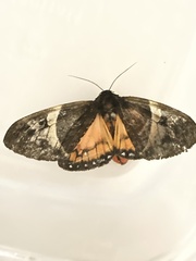 Dysschema magdala