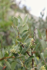 Salix brachycarpa brachycarpa