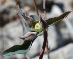 Euphorbia oxystegia