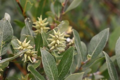 Salix brachycarpa brachycarpa