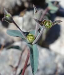 Euphorbia oxystegia