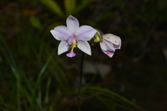 Spathoglottis pacifica