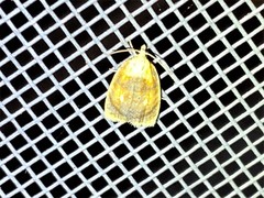 Acleris curvalana