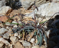 Euphorbia oxystegia
