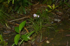 Spathoglottis pacifica