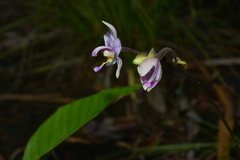 Spathoglottis pacifica