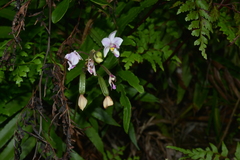 Spathoglottis pacifica