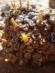 Conophytum