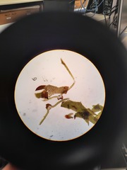 Encalypta rhaptocarpa