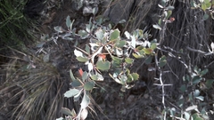 Berberis grevilleana