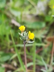 Linaria simplex