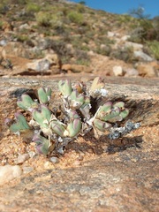 Conophytum frutescens