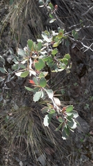 Berberis grevilleana