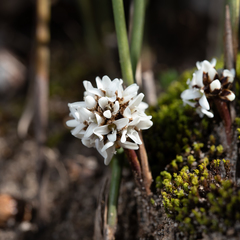 Lomandra juncea
