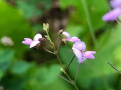 Desmodium marilandicum