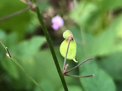 Desmodium marilandicum
