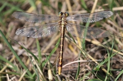Phanogomphus militaris