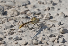 Phanogomphus militaris