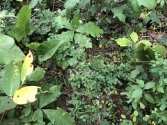 Desmodium marilandicum