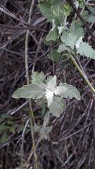 Buddleja mendozensis