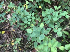 Desmodium marilandicum