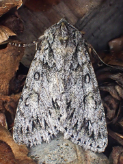 Andropolia aedon