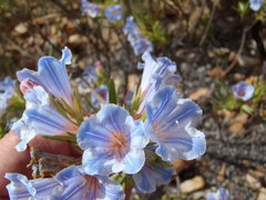 Lobostemon argenteus