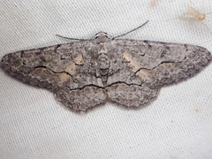 Stenoporpia pulmonaria