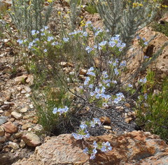 Lobostemon argenteus