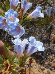 Lobostemon argenteus