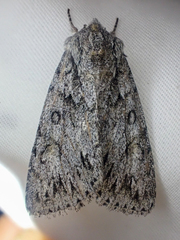 Andropolia aedon