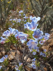 Lobostemon argenteus