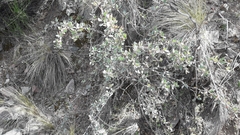 Buddleja mendozensis