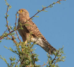 Falco rupicoloides