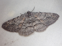 Stenoporpia pulmonaria