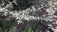 Buddleja mendozensis