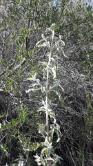 Buddleja mendozensis