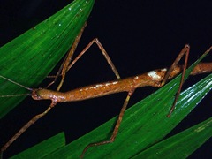 Lopaphus iolas