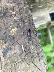 Nitidolimonius resplendens