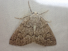 Sabulodes packardata