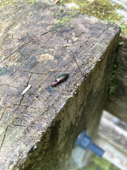 Nitidolimonius resplendens