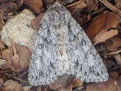 Andropolia aedon