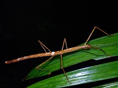 Lopaphus iolas