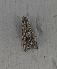 Evergestis simulatilis