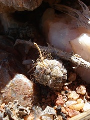 Anacampseros filamentosa