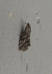 Evergestis simulatilis