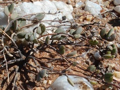 Hallianthus planus
