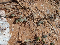 Hallianthus planus