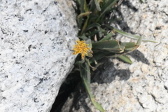 Raillardella scaposa
